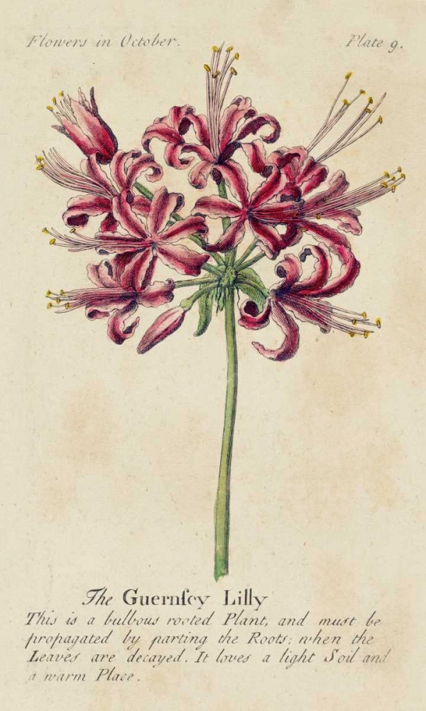 Wall Art Painting id:38806, Name: Gardeners Guide VII, Artist: Unknown