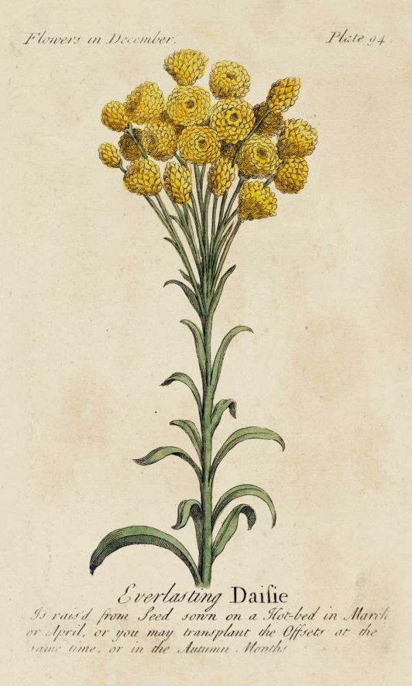 Wall Art Painting id:38807, Name: Gardeners Guide VIII, Artist: Unknown