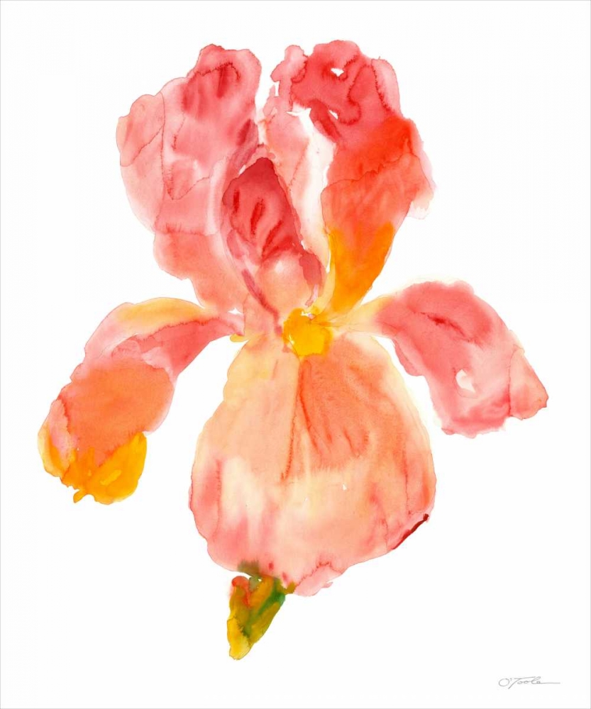 Wall Art Painting id:38867, Name: Sunset Blooms II, Artist: OToole, Tim