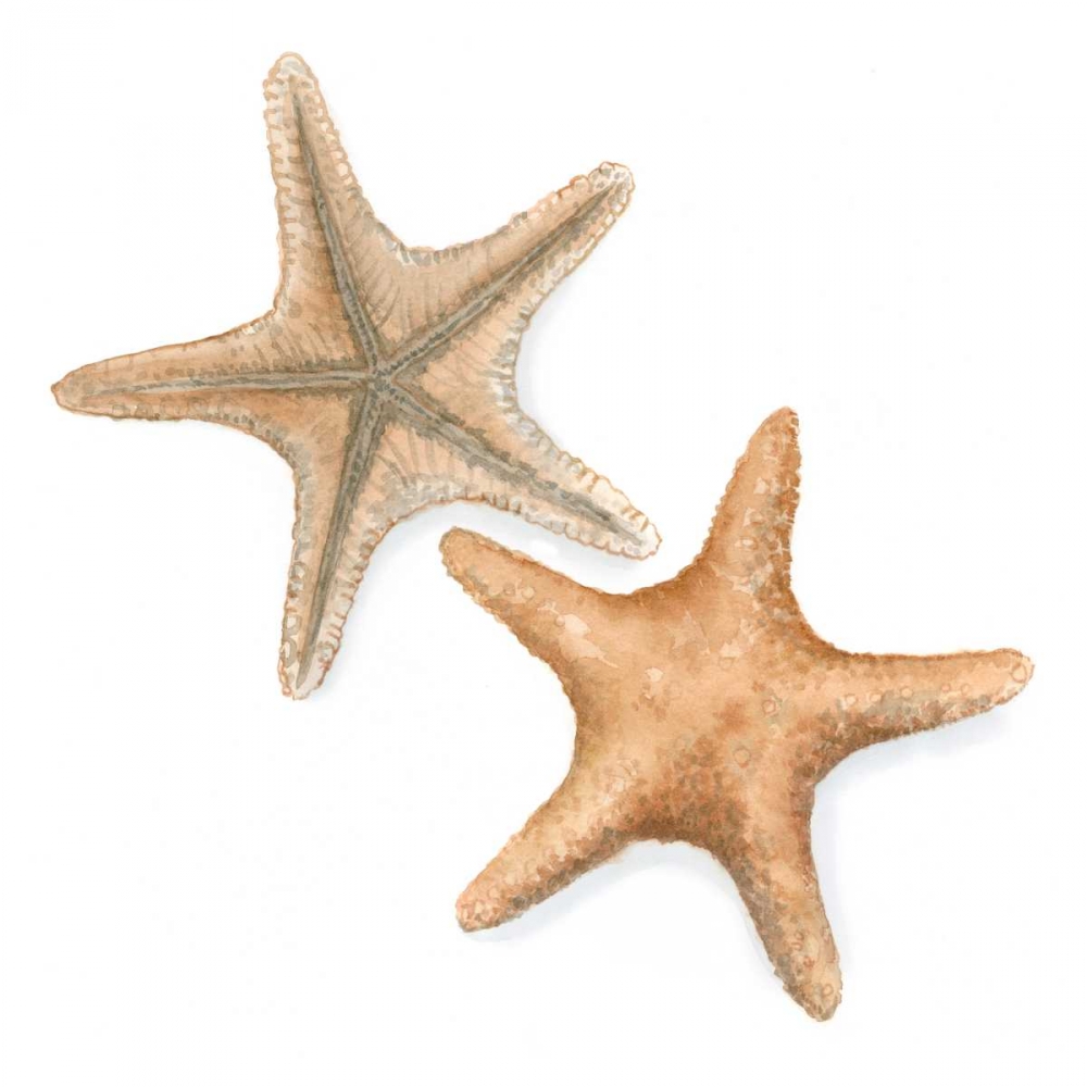 Art Print: Watercolor Shells III