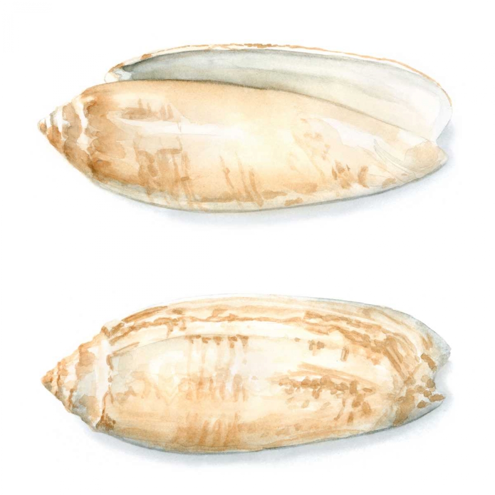 Art Print: Watercolor Shells V