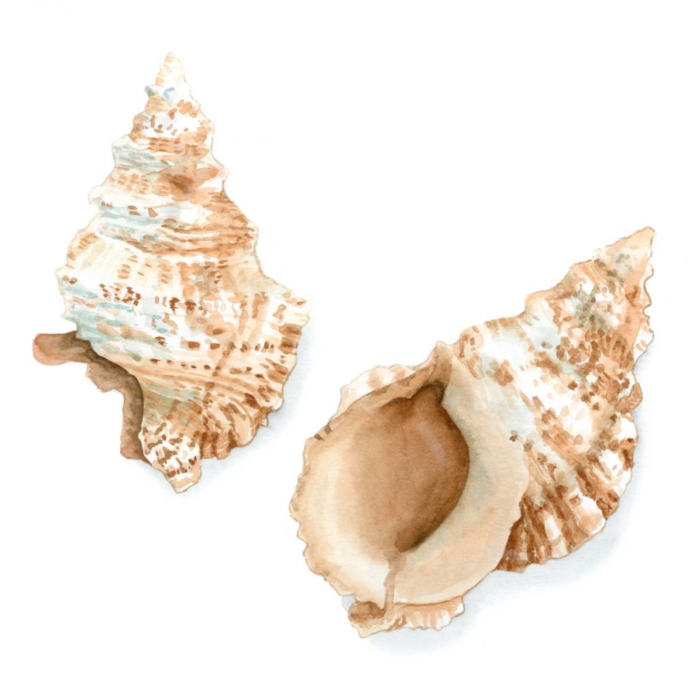 Art Print: Watercolor Shells VII