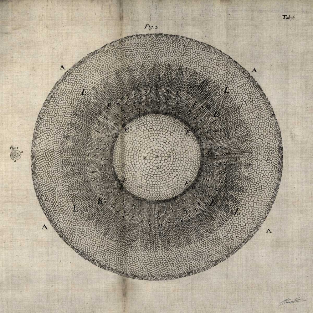 Art Print: Cross Cut II