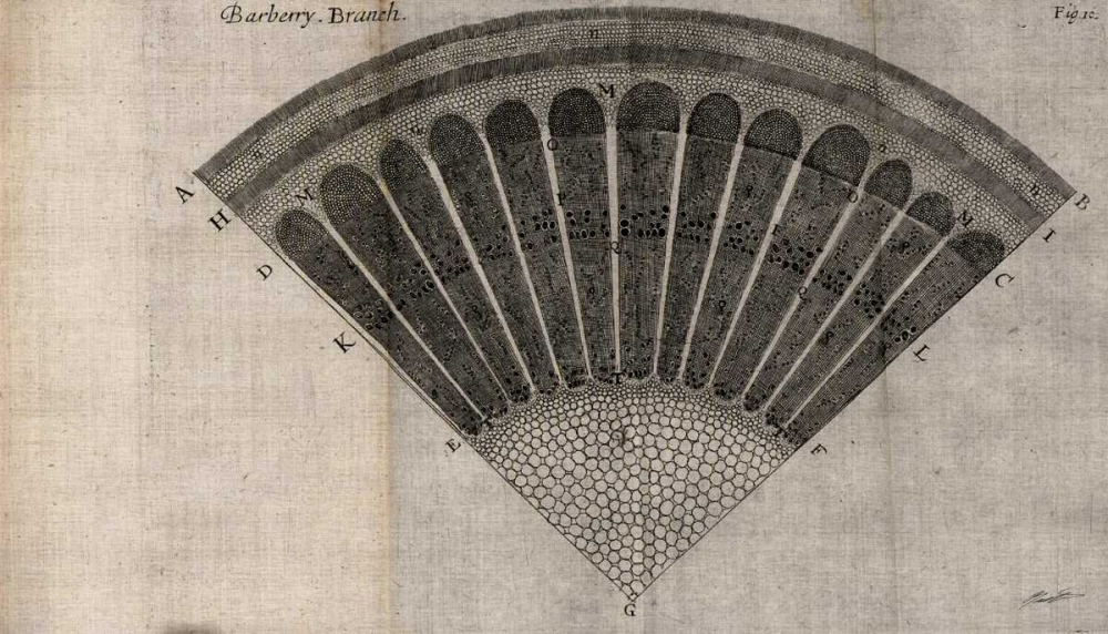 Art Print: Tree Fan I