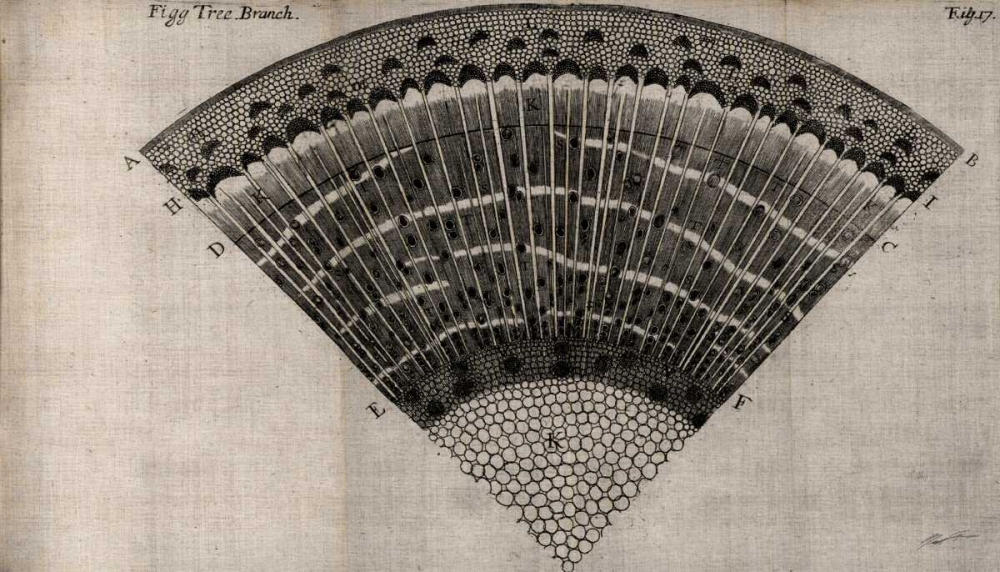 Art Print: Tree Fan II