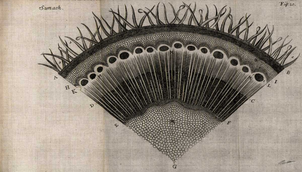 Art Print: Tree Fan III