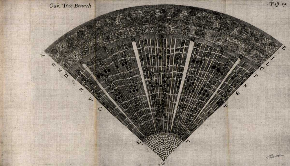 Art Print: Tree Fan IV