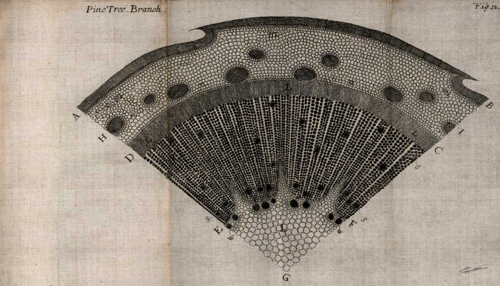 Art Print: Tree Fan V