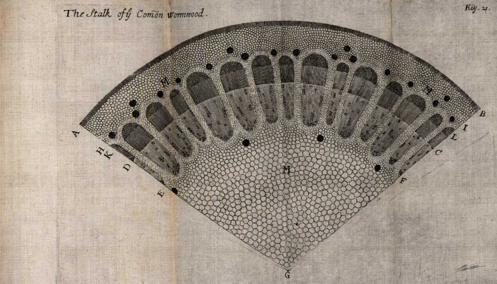 Art Print: Tree Fan VI