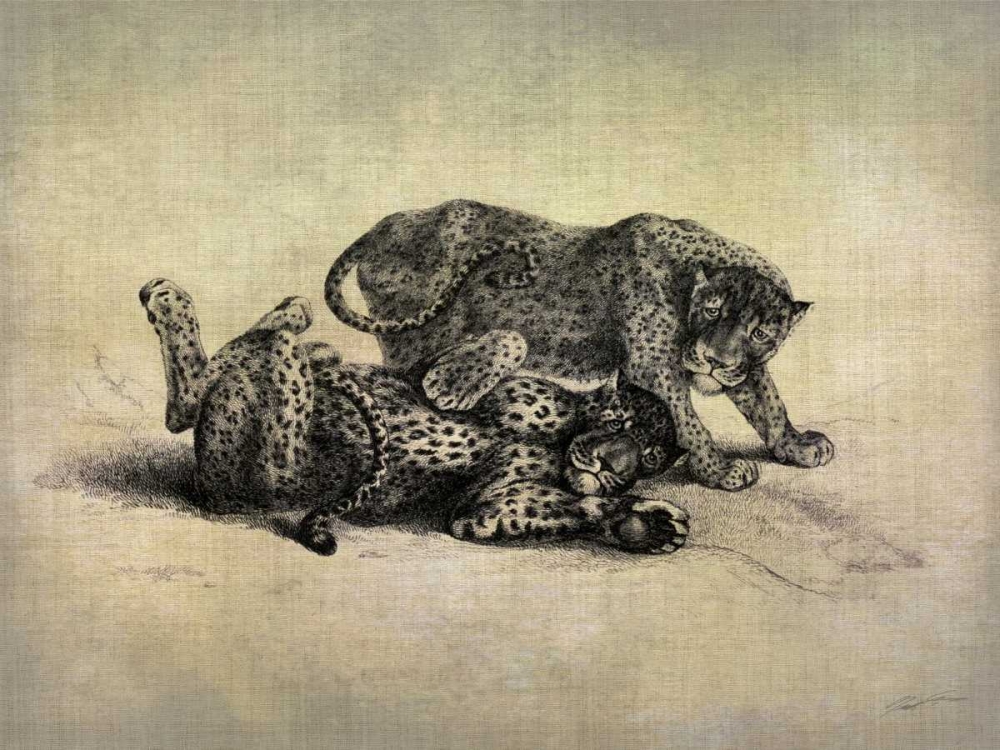 Wall art: Big Cats II, by Butler, John