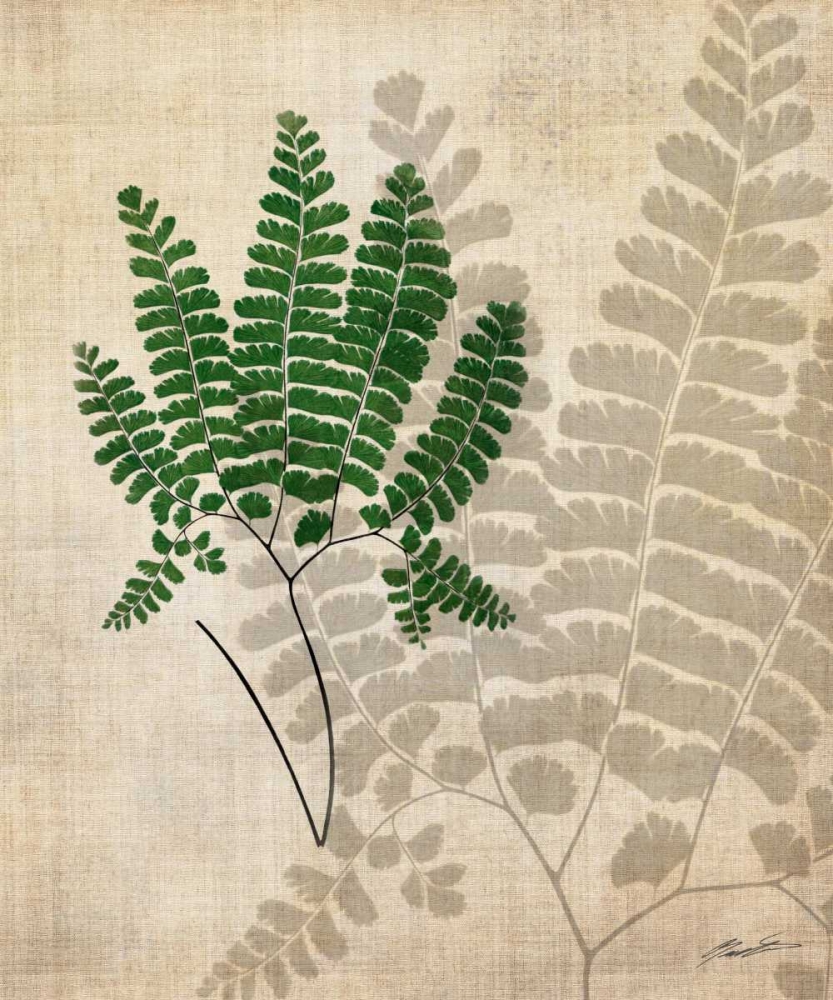 Art Print: British Ferns II
