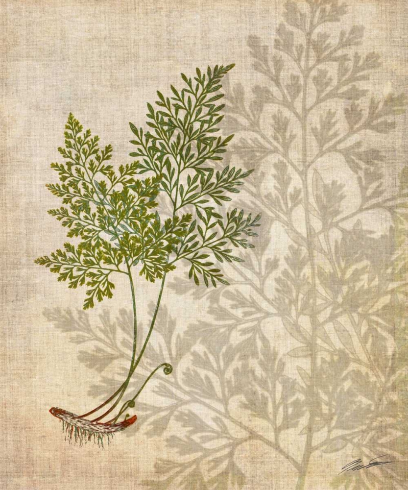 Art Print: British Ferns IV