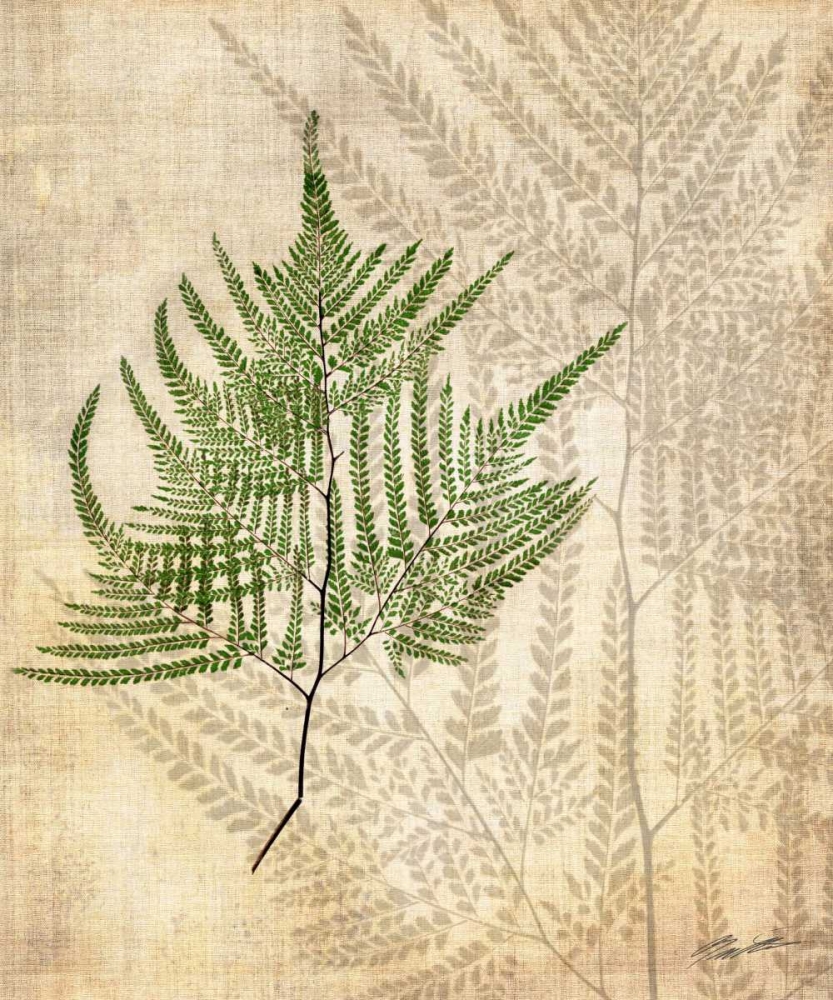 Art Print: British Ferns V
