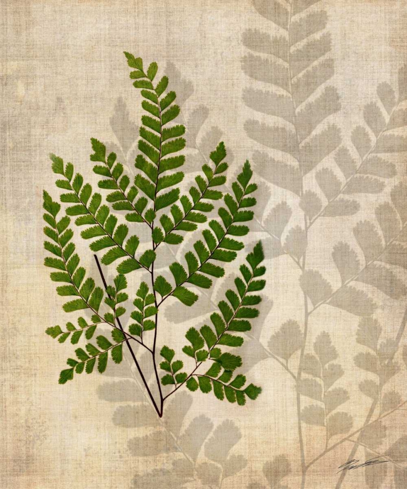 Art Print: British Ferns VI