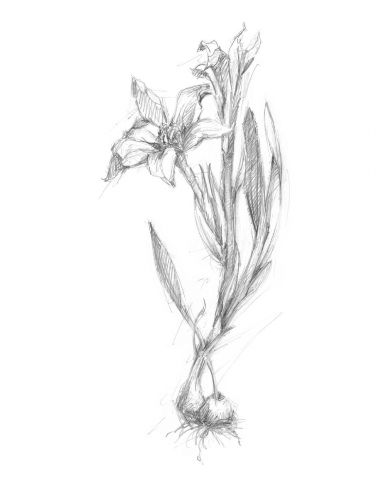 Wall Art Painting id:50446, Name: Botanical Sketch I, Artist: Harper, Ethan