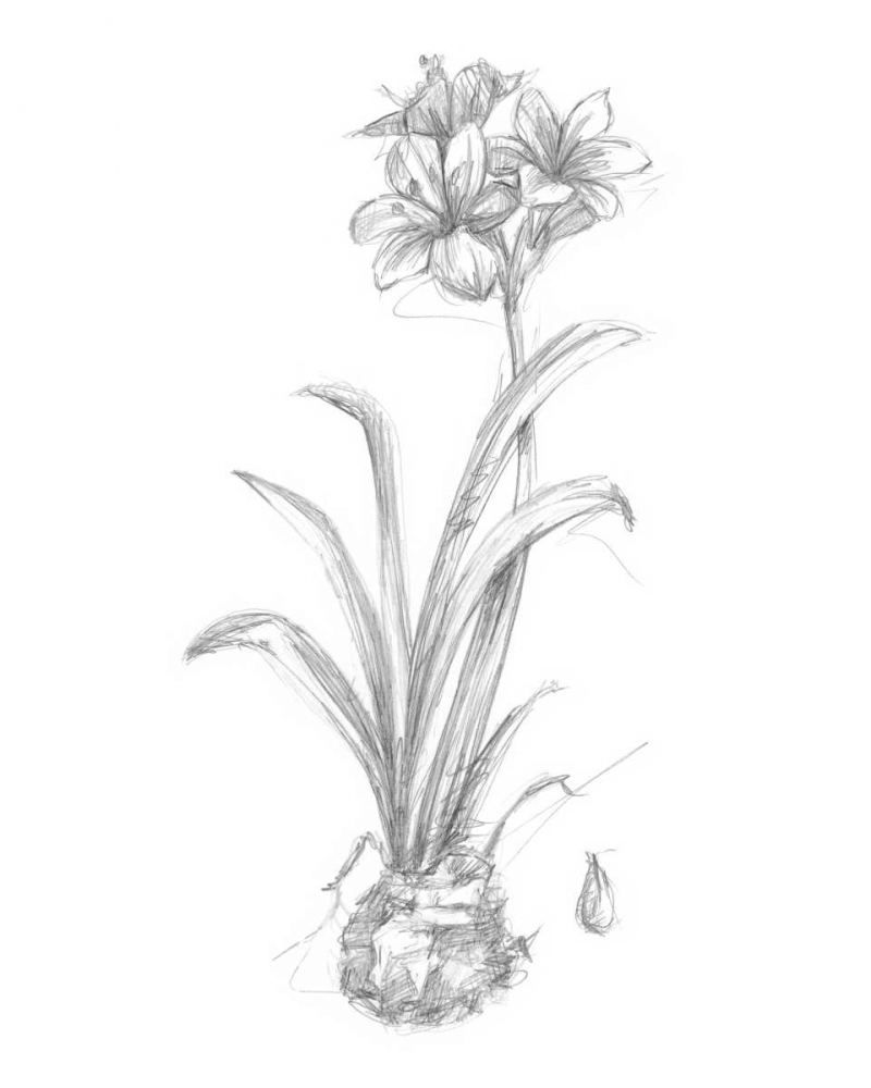 Wall Art Painting id:49980, Name: Botanical Sketch II, Artist: Harper, Ethan