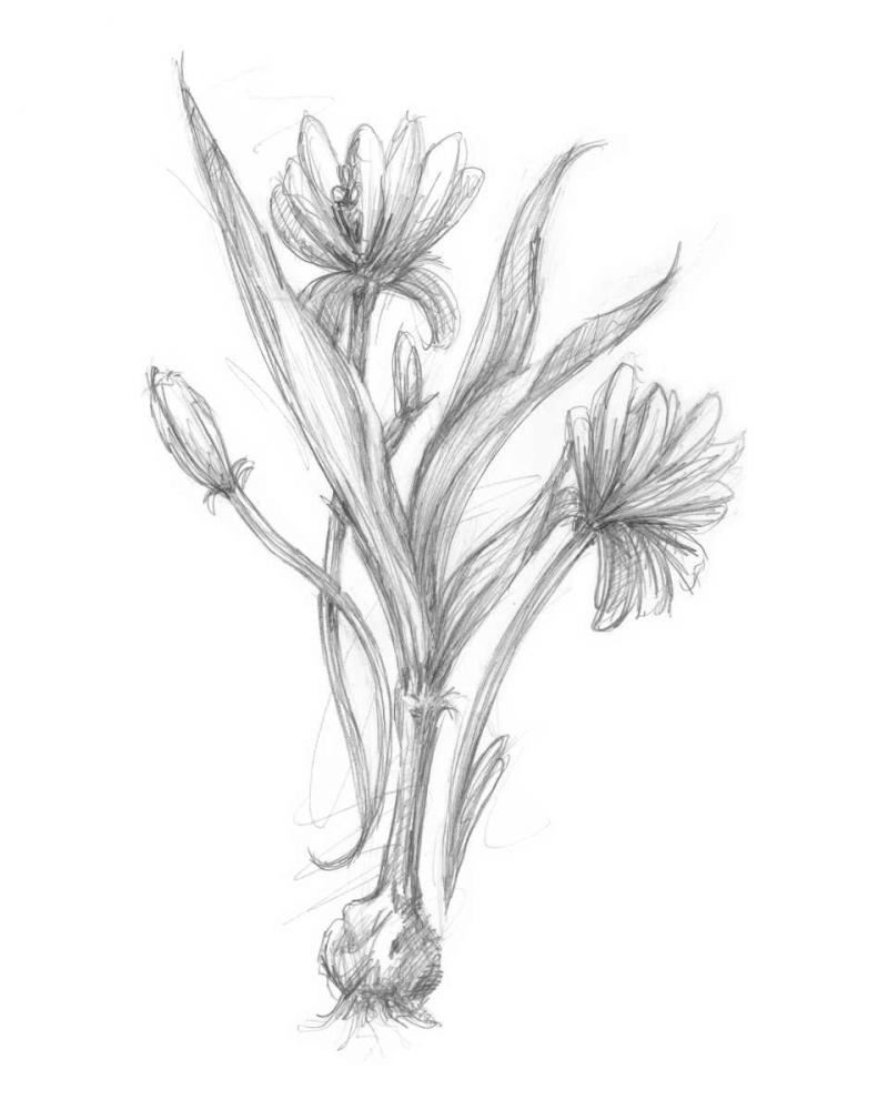 Wall Art Painting id:49981, Name: Botanical Sketch III, Artist: Harper, Ethan