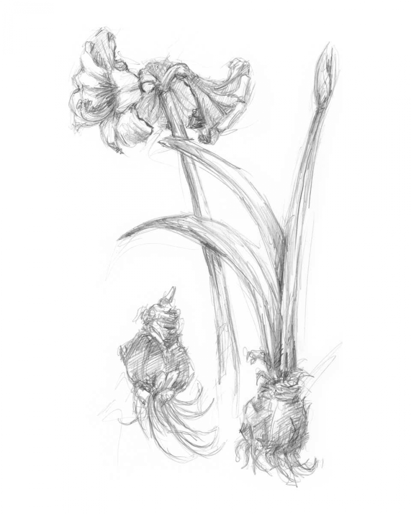 Wall Art Painting id:49982, Name: Botanical Sketch IV, Artist: Harper, Ethan