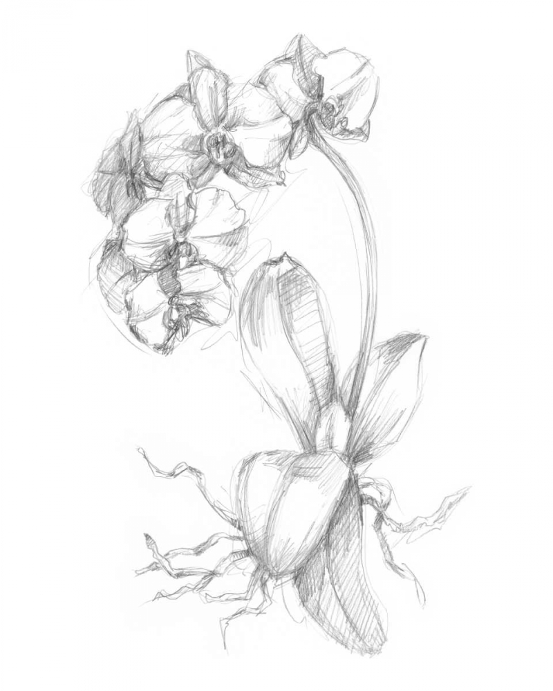 Wall Art Painting id:50447, Name: Botanical Sketch V, Artist: Harper, Ethan