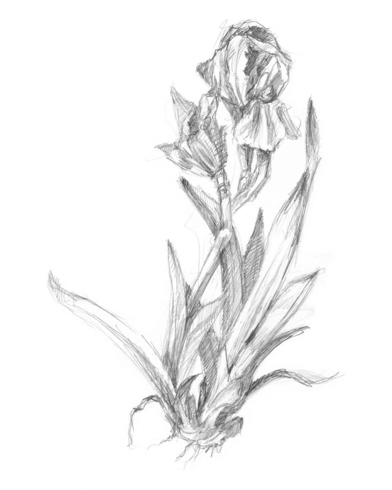 Wall Art Painting id:50448, Name: Botanical Sketch VI, Artist: Harper, Ethan
