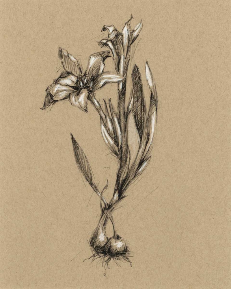 Wall Art Painting id:50449, Name: Botanical Sketch Black and White I, Artist: Harper, Ethan