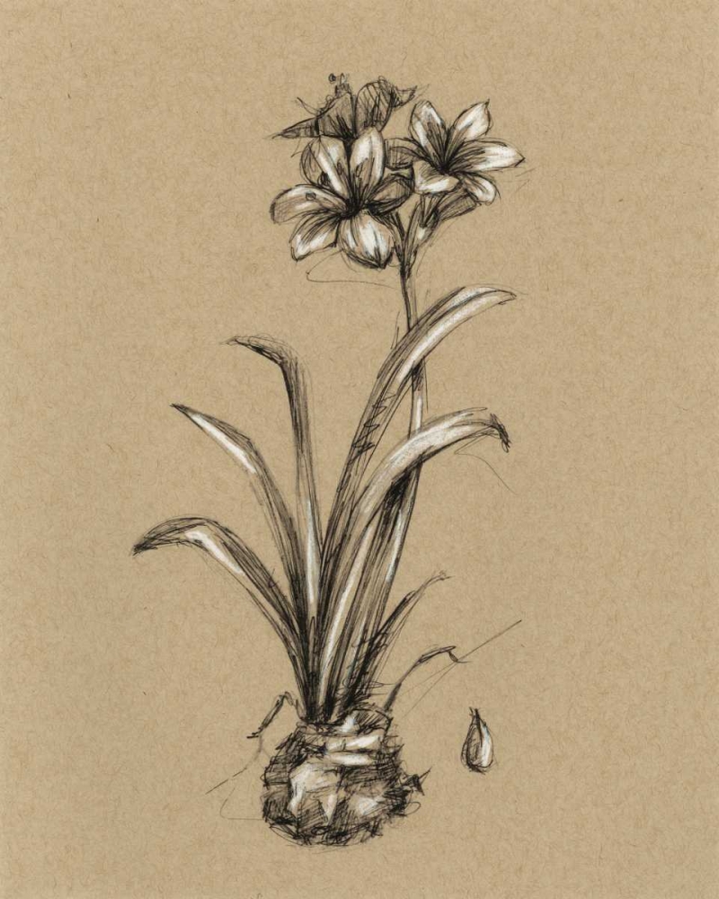 Wall Art Painting id:50450, Name: Botanical Sketch Black and White II, Artist: Harper, Ethan