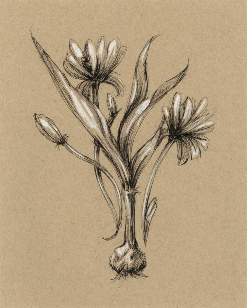 Wall Art Painting id:50451, Name: Botanical Sketch Black and White III, Artist: Harper, Ethan