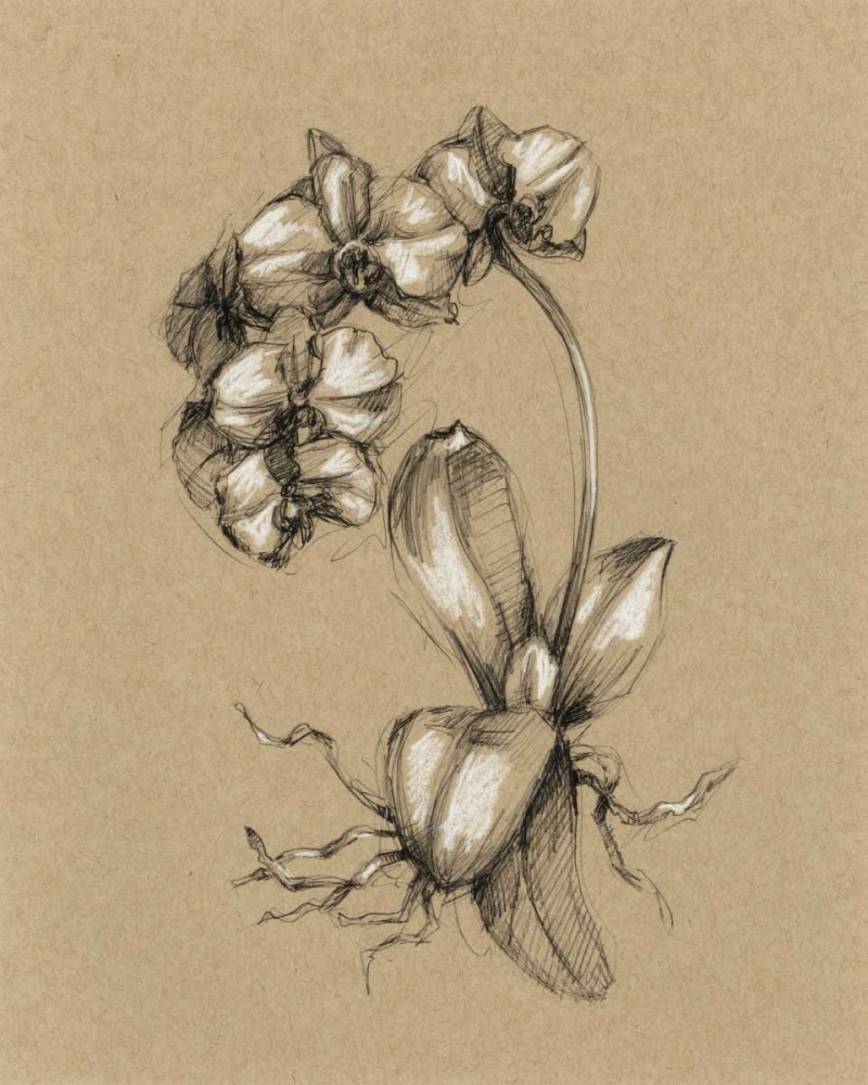 Wall Art Painting id:50453, Name: Botanical Sketch Black and White V, Artist: Harper, Ethan