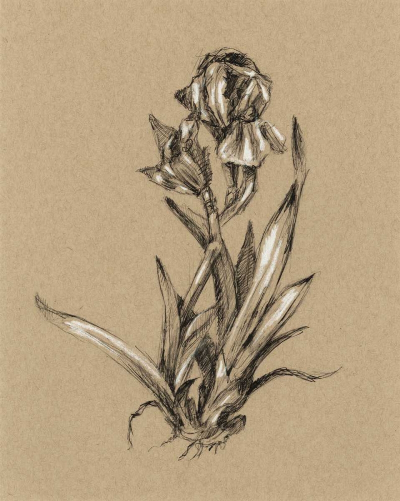 Wall Art Painting id:50454, Name: Botanical Sketch Black and White VI, Artist: Harper, Ethan