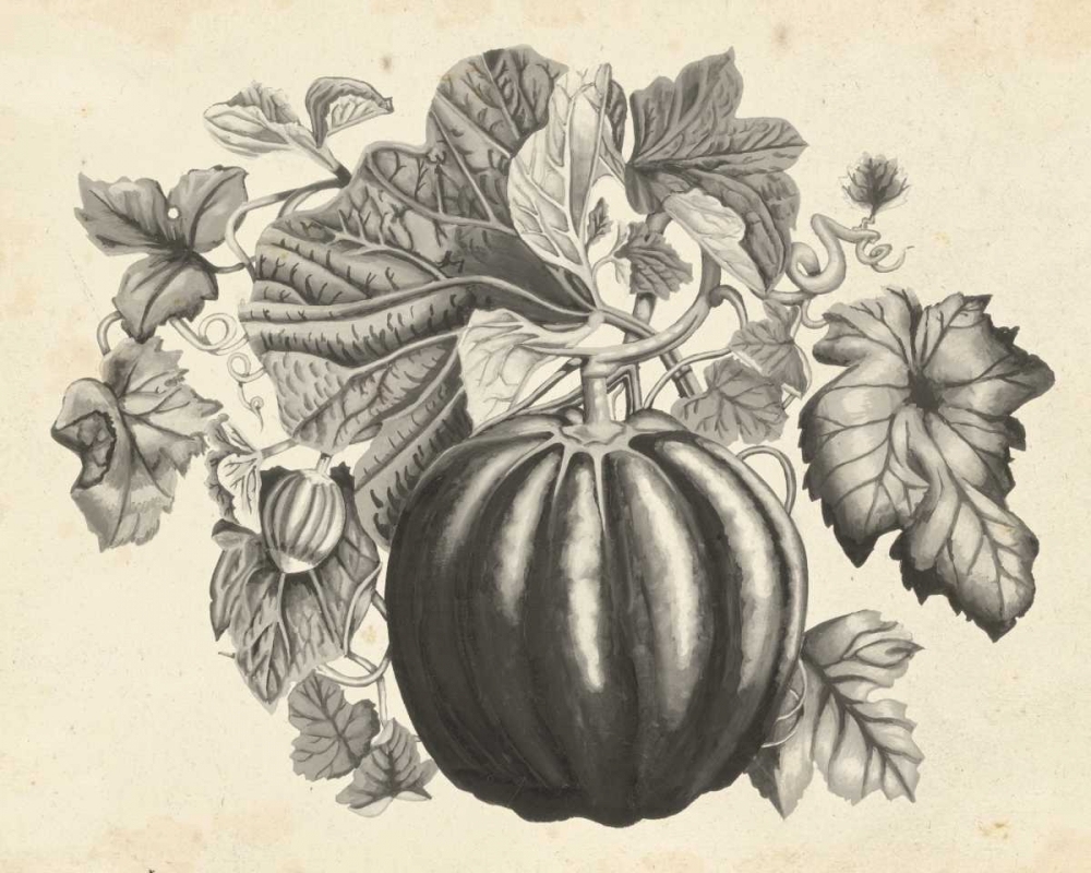 Wall Art Painting id:50331, Name: Sepia Squash I, Artist: McCavitt, Naomi