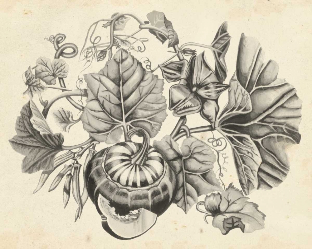 Wall Art Painting id:50332, Name: Sepia Squash II, Artist: McCavitt, Naomi