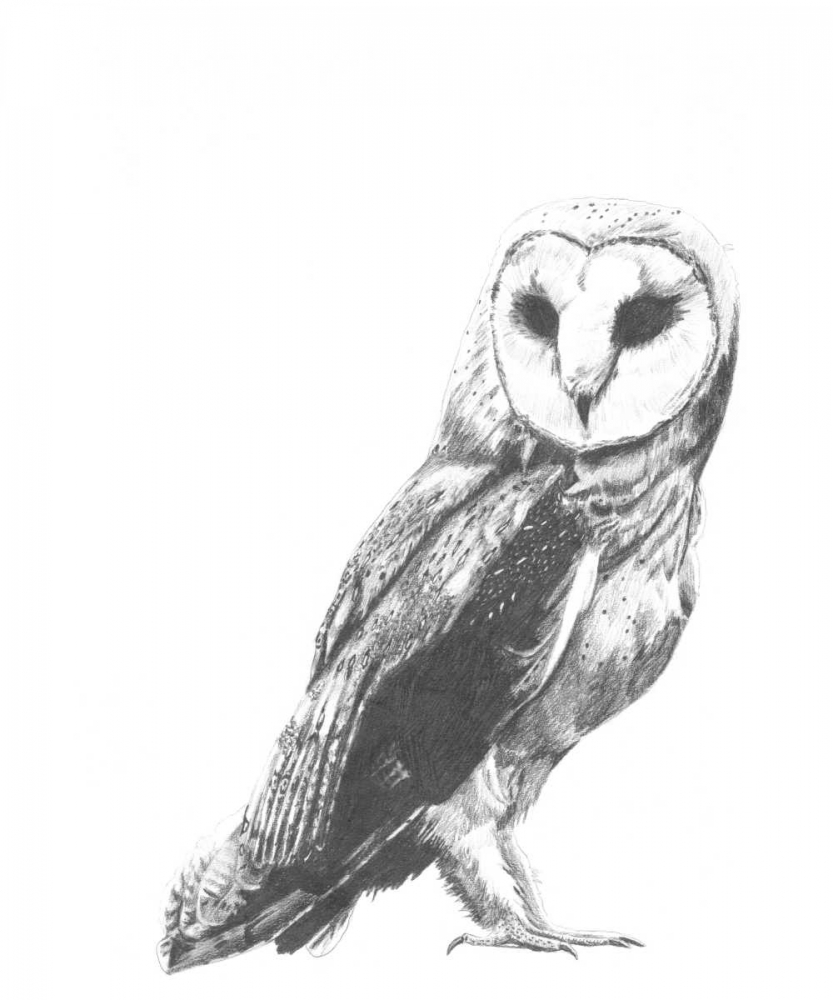 Wall art: Wildlife Snapshot- Owl, by McCavitt, Naomi