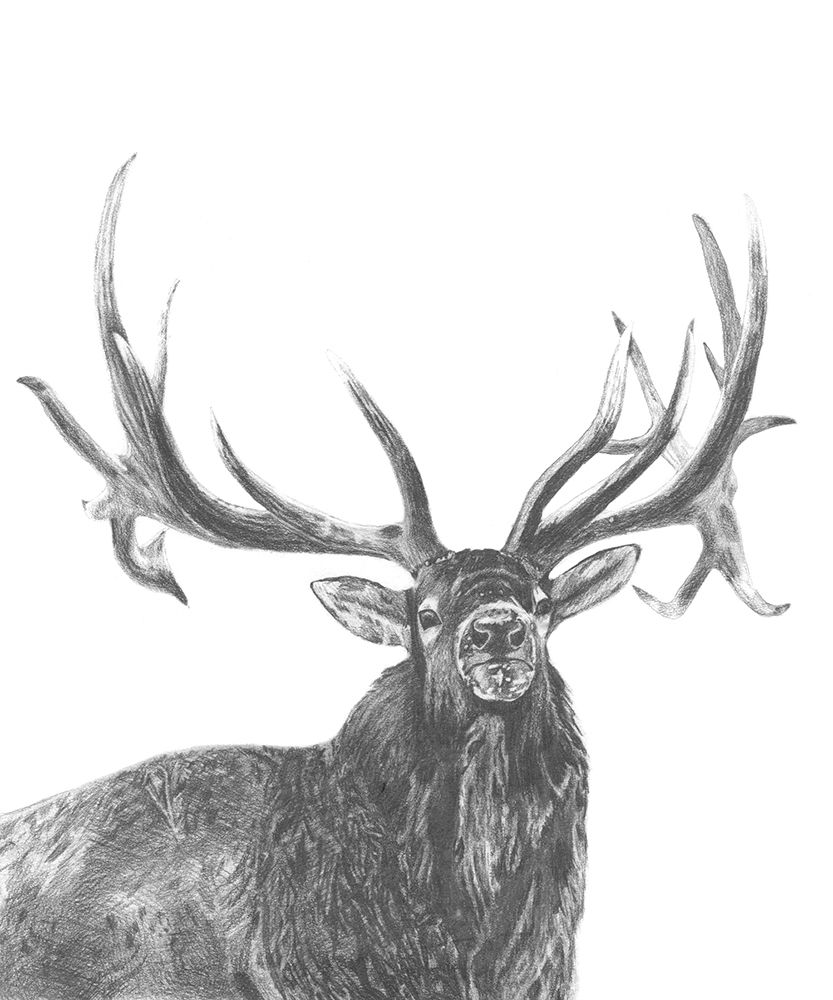 Wall Art Painting id:231152, Name: Wildlife Snapshot: Elk, Artist: McCavitt, Naomi