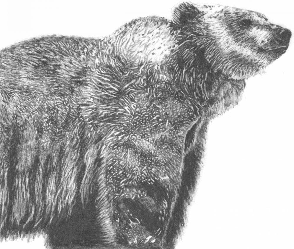Wall art: Wildlife Snapshot- Grizzly, by McCavitt, Naomi