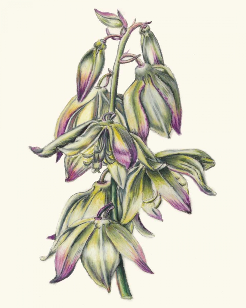 Wall Art Painting id:61070, Name: Adams Needle II, Artist: McCavitt, Naomi