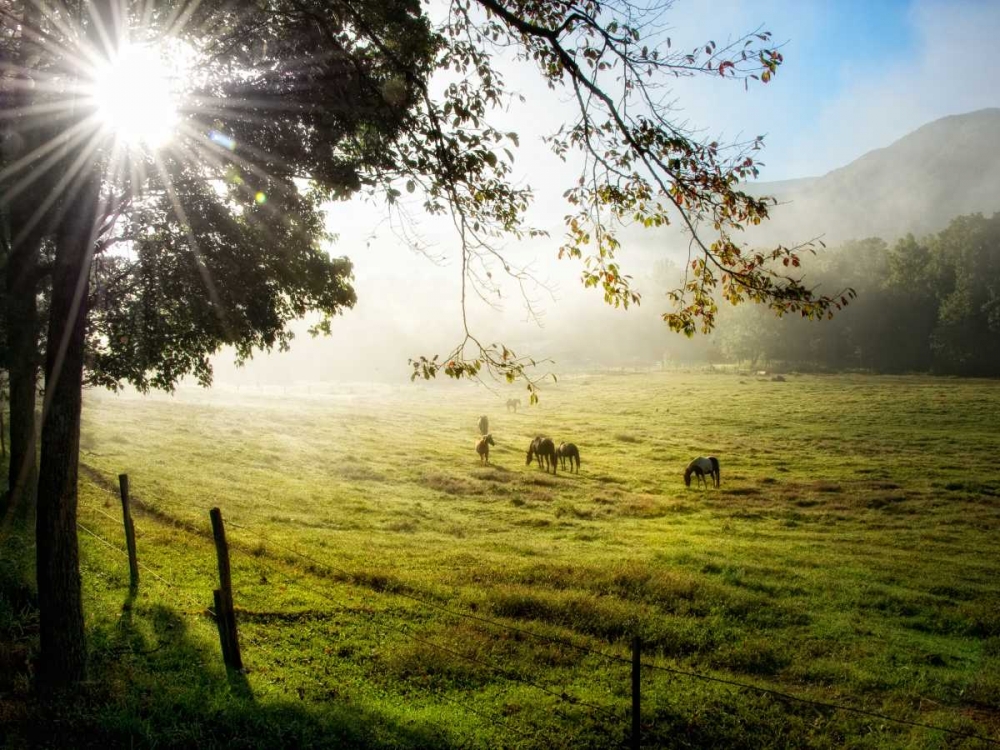 Wall art: Morning Graze I, by Head, Danny