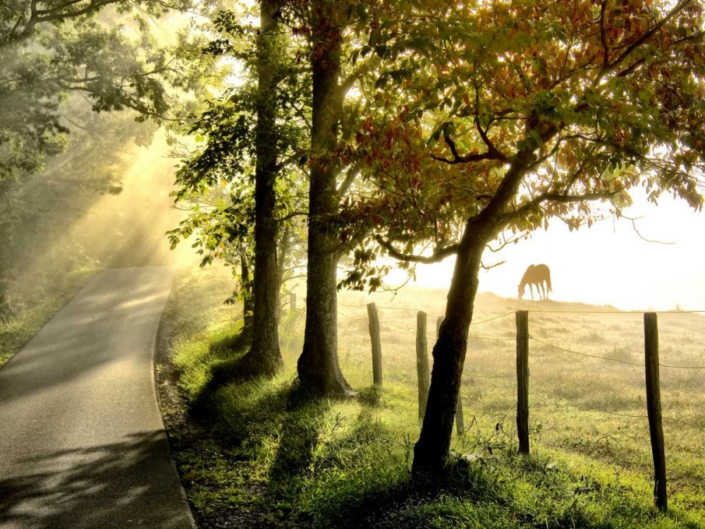 Art Print: Morning Graze II