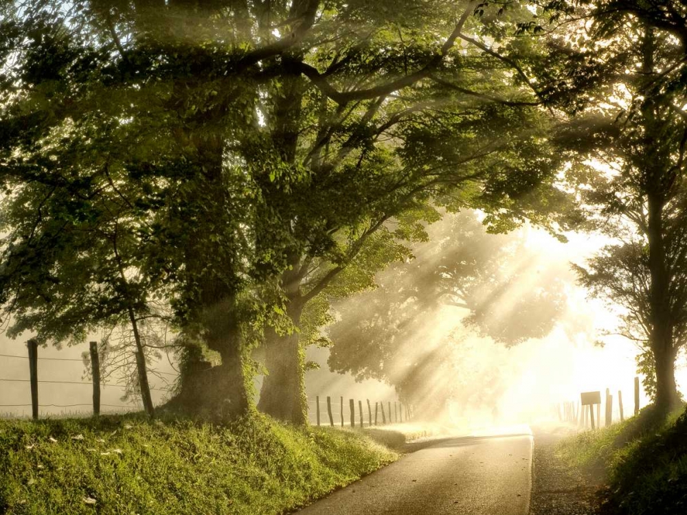 Art Print: Fresh Morning I