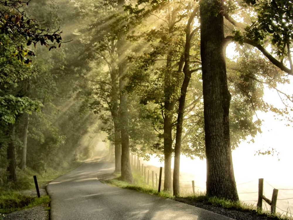 Art Print: Fresh Morning II