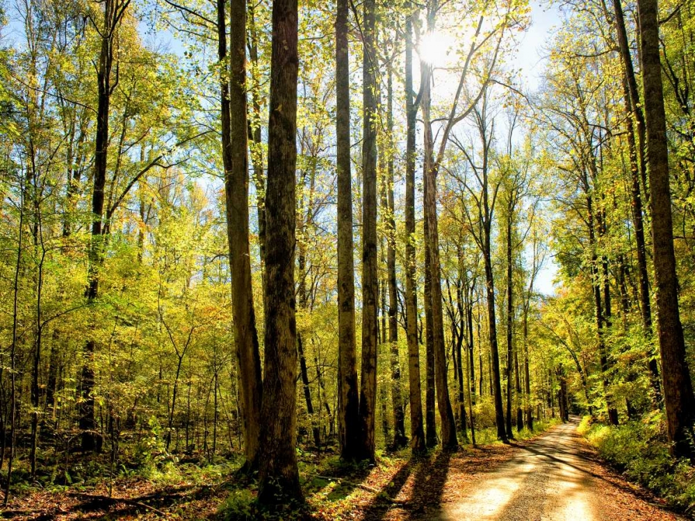 Art Print: A Fresh New Morning