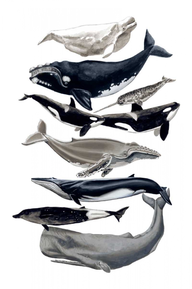 Wall art: Whale Display I, by McCavitt, Naomi