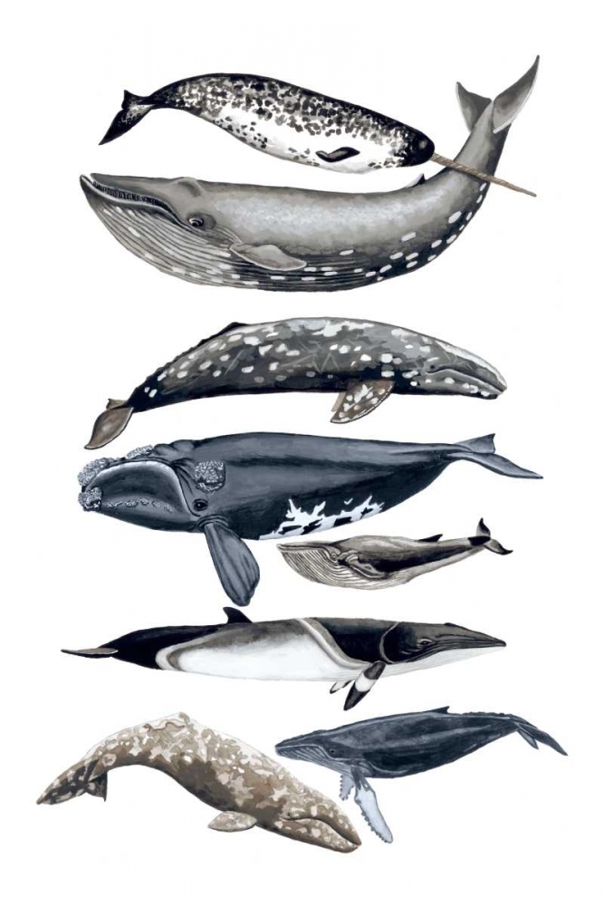 Wall art: Whale Display II, by McCavitt, Naomi