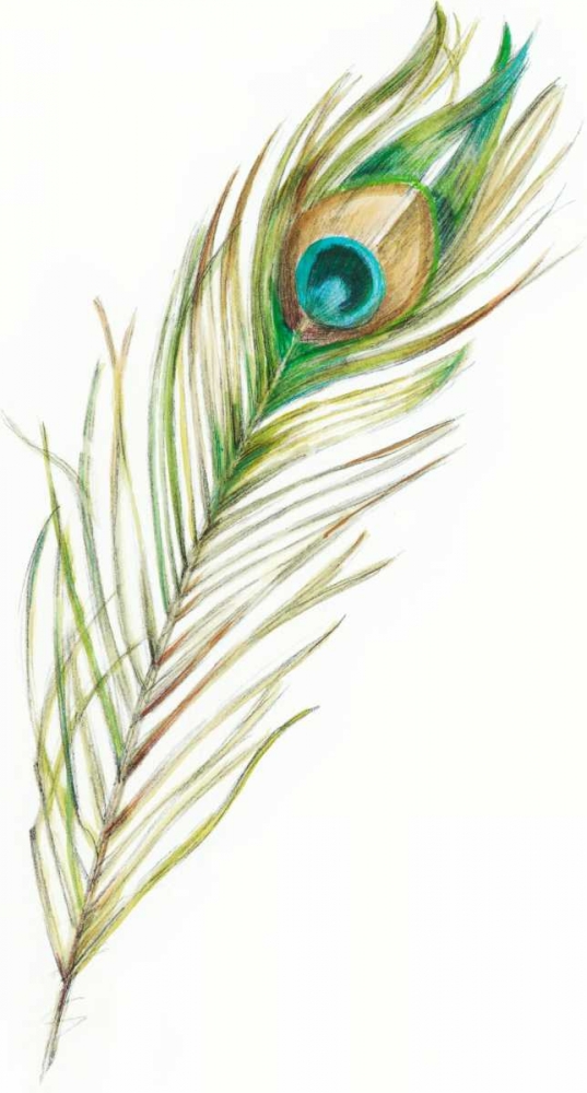 Wall art: Watercolor Peacock Feather II, by Harper, Ethan