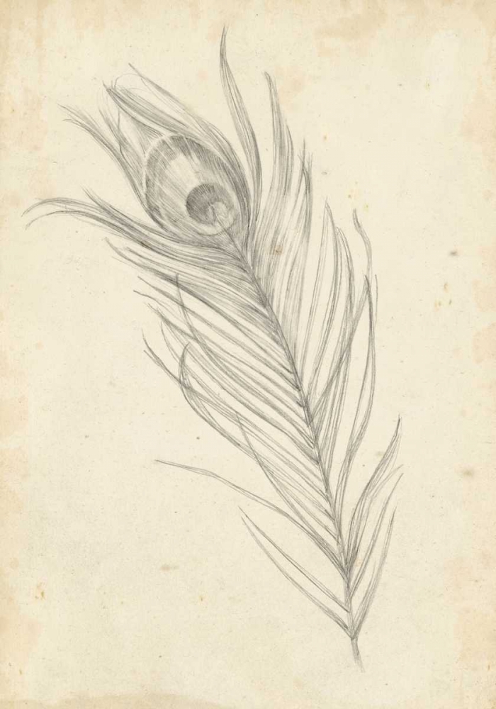 Wall art: Peacock Feather Sketch I, by Harper, Ethan