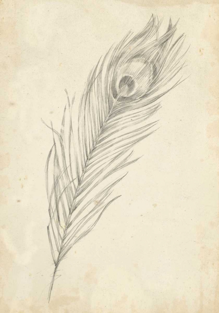Wall art: Peacock Feather Sketch II, by Harper, Ethan