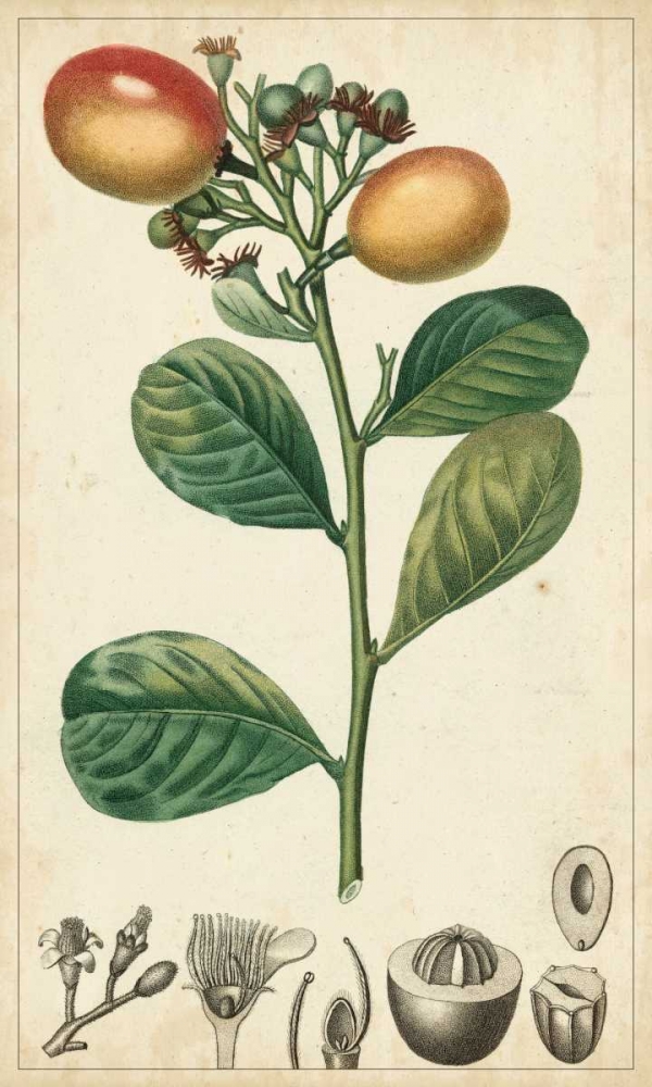 Art Print: Exotic Fruits II