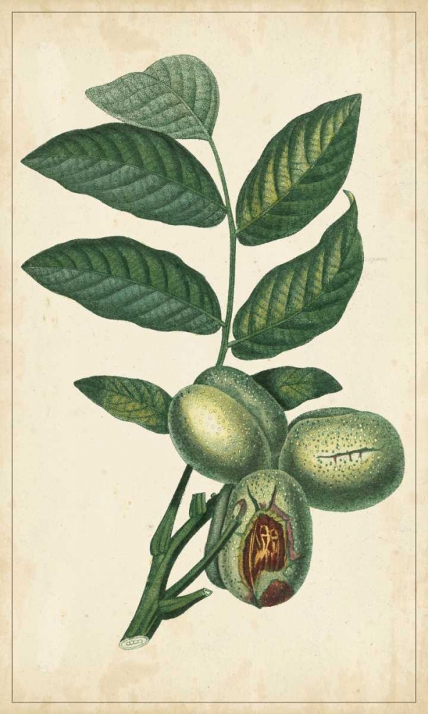 Art Print: Exotic Fruits IV