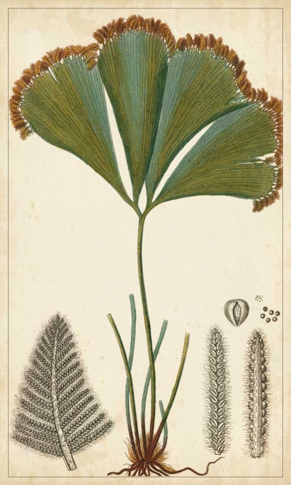 Art Print: Foliage Botanique I