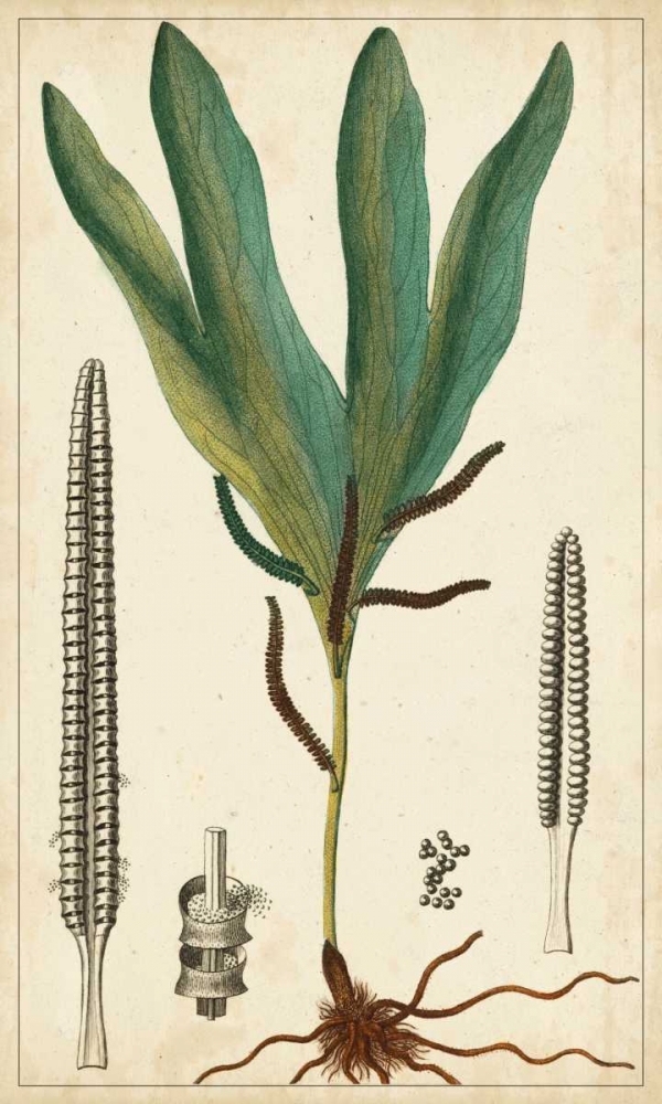 Art Print: Foliage Botanique II