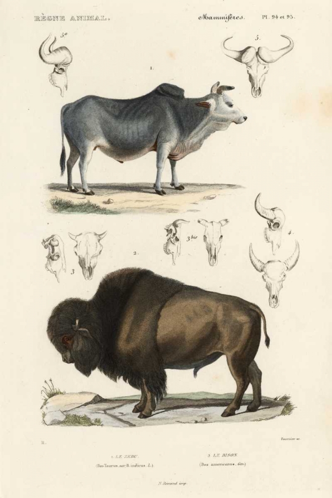 Wall Art Painting id:61316, Name: Antique Cow and Bison Study, Artist: Remond, N.
